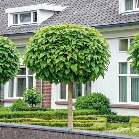 Catalpa kulista NANA Catalpa kulista NANA