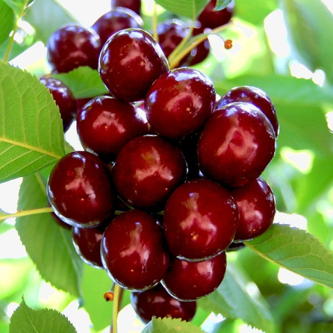 Czereśnia LAPINS