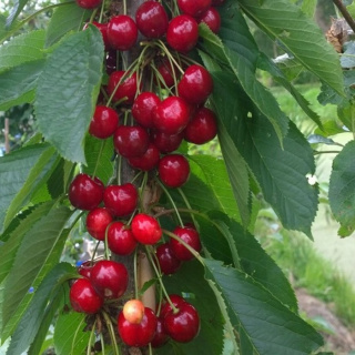 Czereśnia SYLVIA