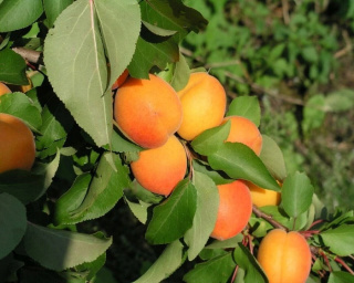 Morela EARLY ORANGE