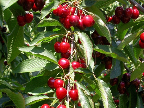 Wiśnia ŁUTÓWKA