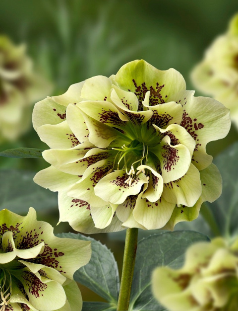 Ciemiernik DOUBLE ELLEN YELLOW SPOTTED