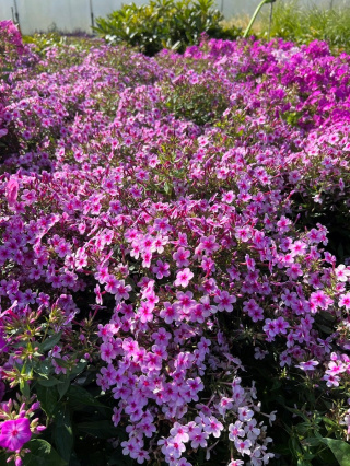 Floks wiechowaty EARLY LAVENDER POP