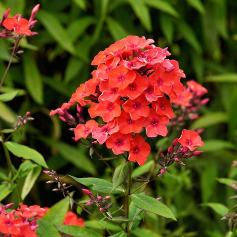 Floks wiechowaty ORANGE PERFECTION Floks wiechowaty ORANGE PERFECTION