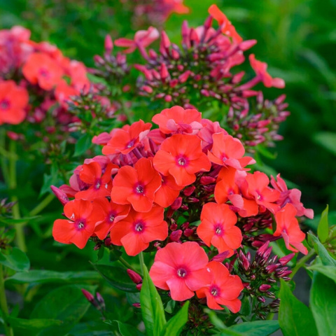 Floks wiechowaty ORANGE PERFECTION Floks wiechowaty ORANGE PERFECTION