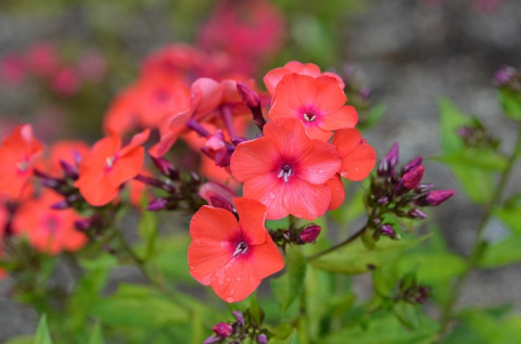 Floks wiechowaty ORANGE PERFECTION Floks wiechowaty ORANGE PERFECTION