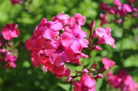Floks wiechowaty TENOR