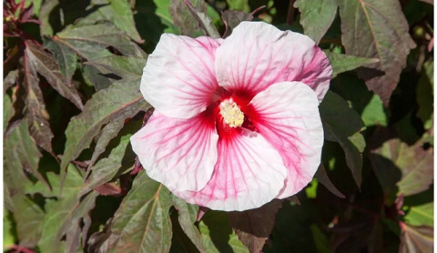 Hibiskus bylinowy COPPER KING