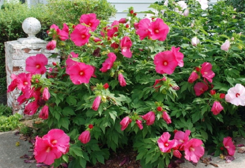 Hibiskus bylinowy JAZZBERRY JAM