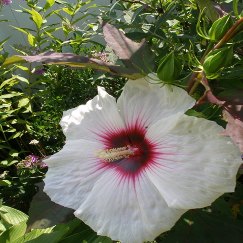 Hibiskus bylinowy SUMMER STORM