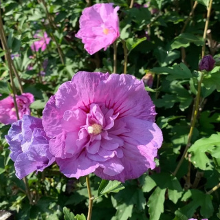 Hibiskus ketmia syryjska ARDENS