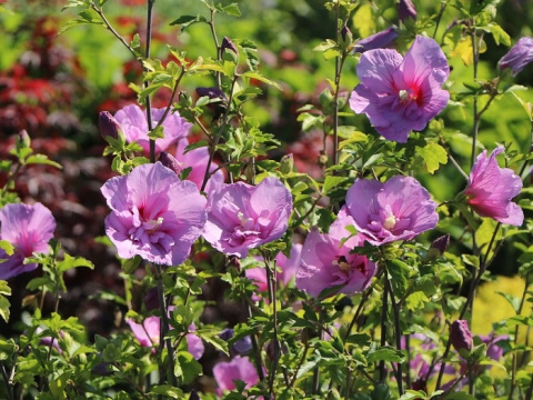 Hibiskus ketmia syryjska ARDENS Hibiskus ketmia syryjska ARDENS