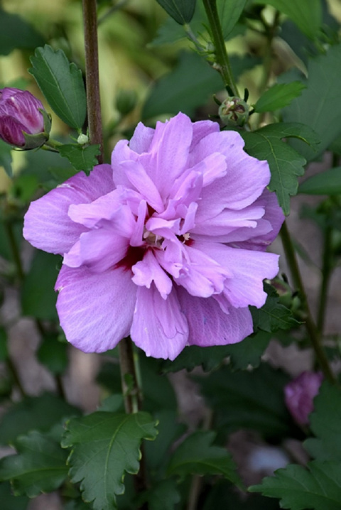 Hibiskus ketmia syryjska ARDENS Hibiskus ketmia syryjska ARDENS