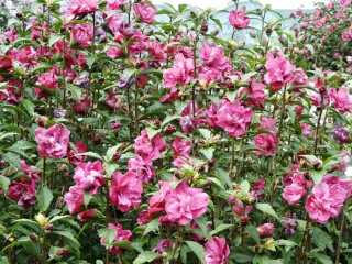 Hibiskus ketmia syryjska DUC DE BRABANT
