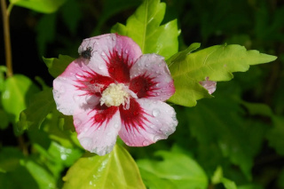 Hibiskus ketmia syryjska HAMABO