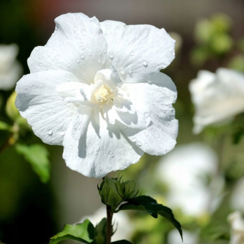Hibiskus ketmia syryjska WHITE CHIFFON Hibiskus ketmia syryjska WHITE CHIFFON