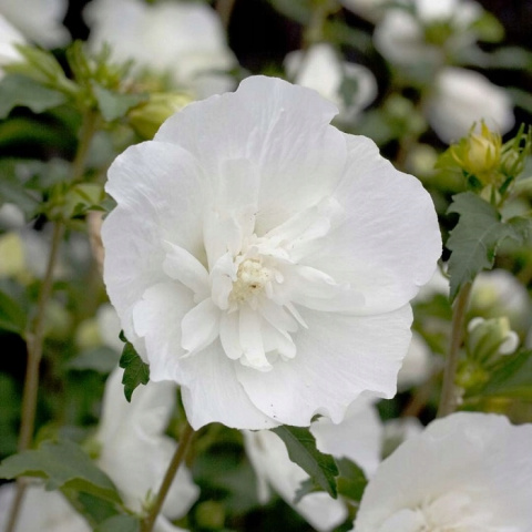 Hibiskus ketmia syryjska WHITE CHIFFON Hibiskus ketmia syryjska WHITE CHIFFON