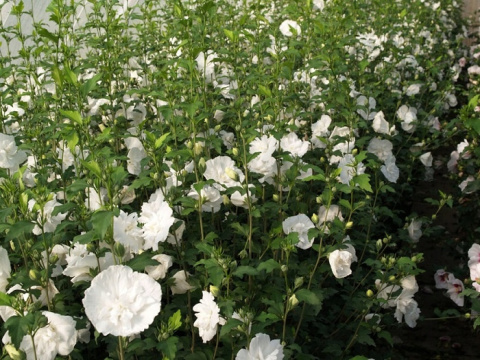 Hibiskus ketmia syryjska WHITE CHIFFON Hibiskus ketmia syryjska WHITE CHIFFON