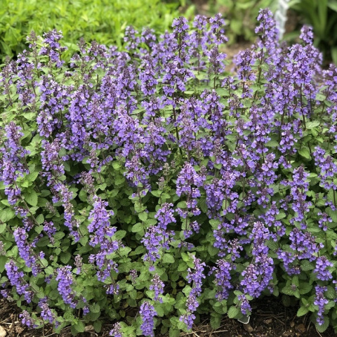 Kocimiętka PURSSIAN BLUE