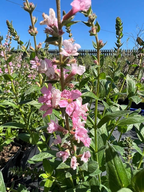 Krwawnica pospolita PINK BLUSH
