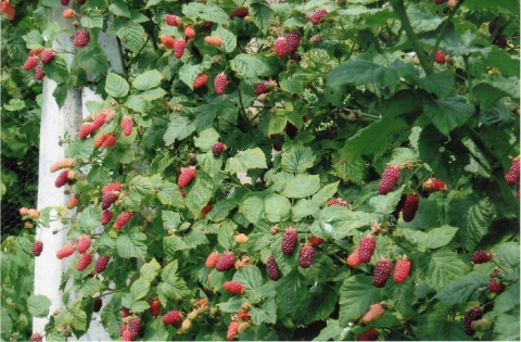 Malinojeżyna