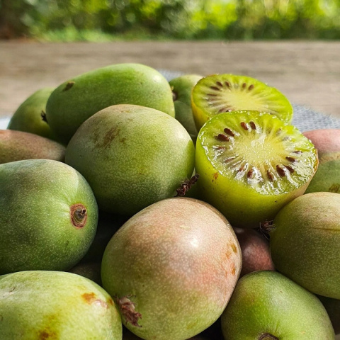 Mini Kiwi Aktinidia ISSAI
