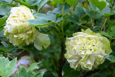 Piwonia drzewiasta LIMONKOWA