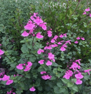 Szałwia drobnolistna FLOWER CHILD