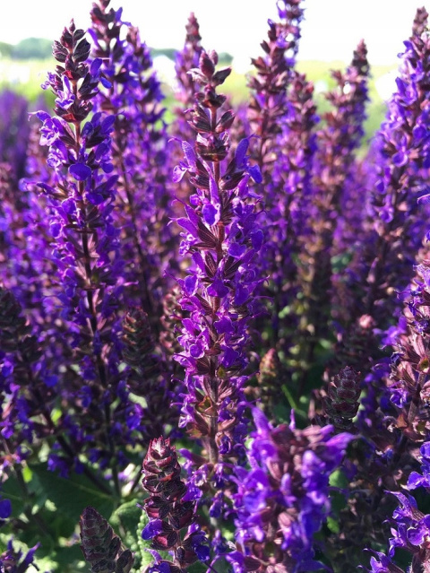 Szałwia omszona MIDNIGHT PURPLE