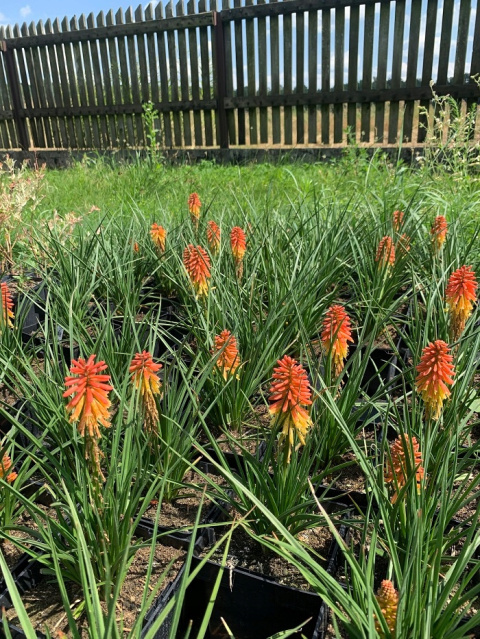Trytoma Kniphofia ROCKET JR