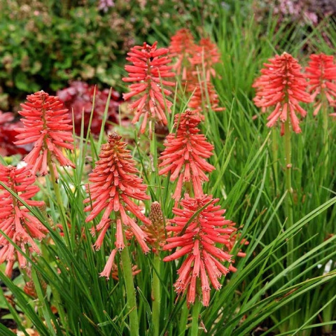 Trytoma POCO RED
