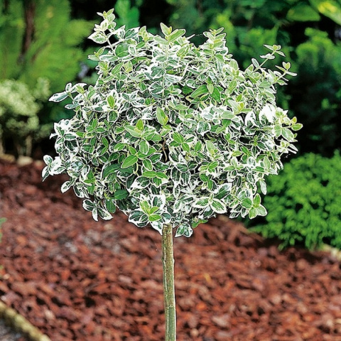 Trzmielina EMERALD GAIETY na pniu