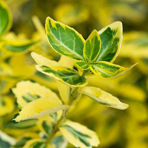 Trzmielina EMERALD GOLD na pniu Trzmielina EMERALD GOLD na pniu