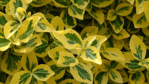 Trzmielina EMERALD GOLD na pniu Trzmielina EMERALD GOLD na pniu
