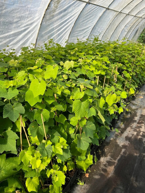 Winorośl bezpestkowa EINSET SEEDLESS