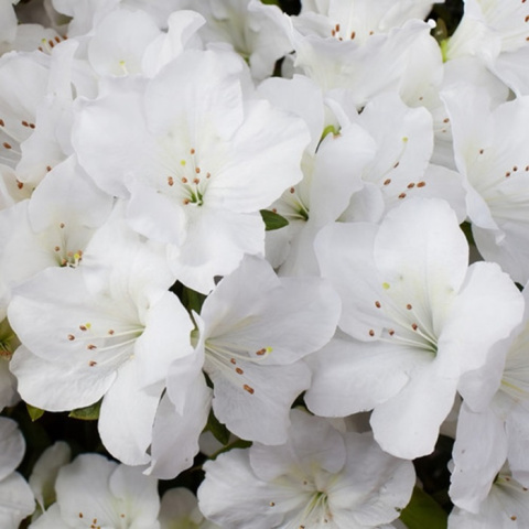 Azalia japońska Pleasant White Azalia japońska Pleasant White