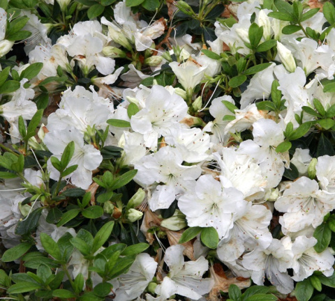 Azalia japońska Pleasant White Azalia japońska Pleasant White