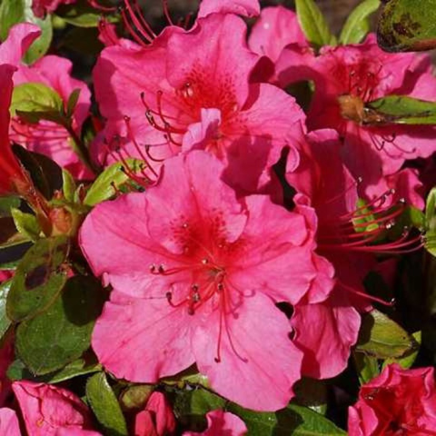 Azalia japońska Vuyk's Scarlet