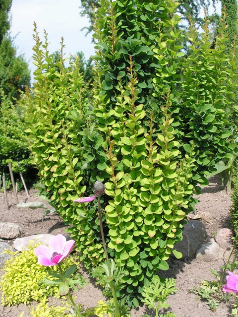 Berberys ERECTA