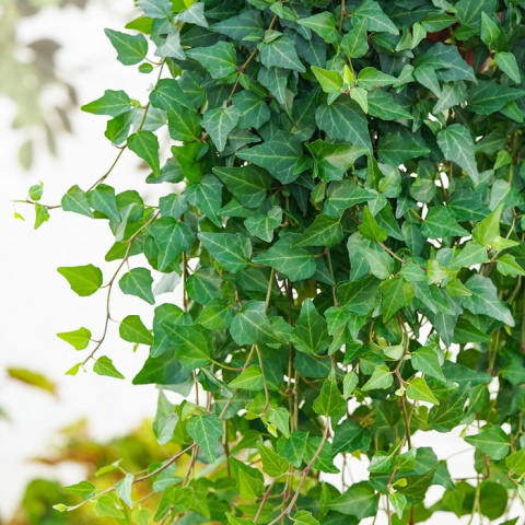 Bluszcz pospolity HEDERA HELIX Bluszcz pospolity HEDERA HELIX