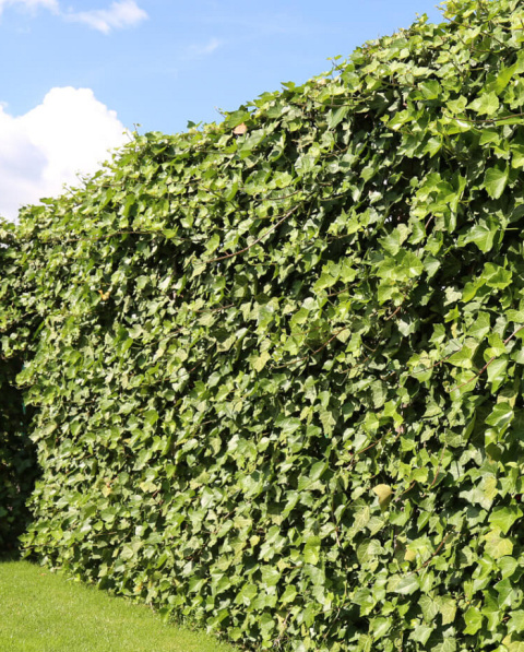 Bluszcz pospolity HEDERA HELIX Bluszcz pospolity HEDERA HELIX