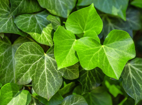 Bluszcz pospolity HEDERA HELIX Bluszcz pospolity HEDERA HELIX