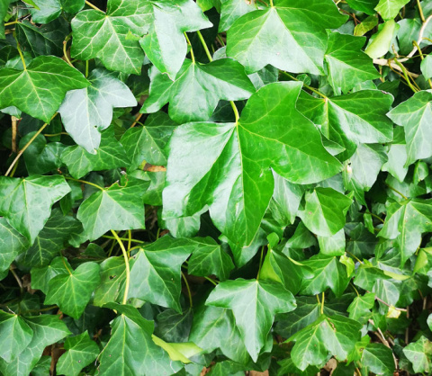 Bluszcz pospolity HEDERA HELIX Bluszcz pospolity HEDERA HELIX