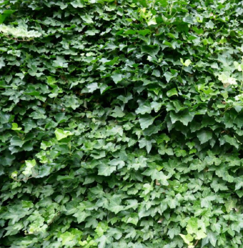 Bluszcz pospolity HEDERA HELIX Bluszcz pospolity HEDERA HELIX