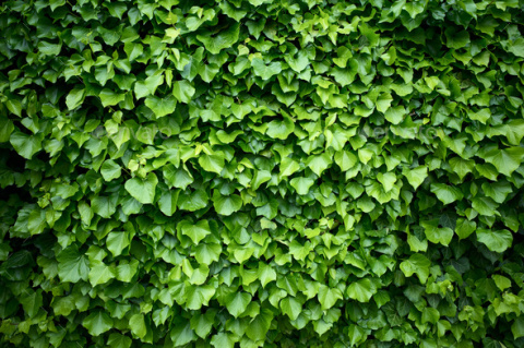 Bluszcz pospolity HEDERA HELIX Bluszcz pospolity HEDERA HELIX