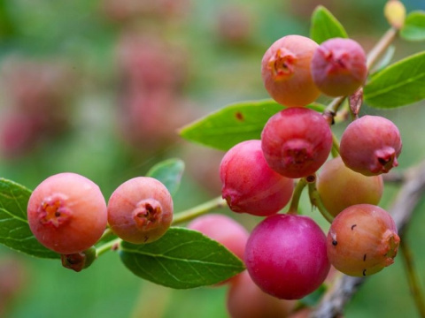 Borówka amerykańska PINK LEMONADE