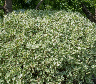 Dereń biały Sibirica Variegata