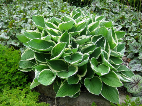 Funkia Hosta FRANCEE