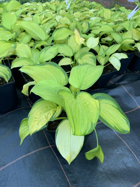 Funkia Hosta STAINED GLASS