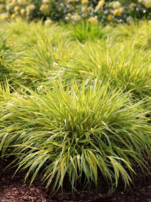 Hakonechloa AUREOLA